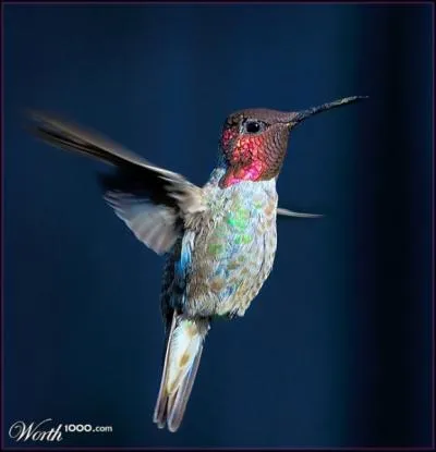 La langue d'un colibri, comme celle d'un serpent, est ...