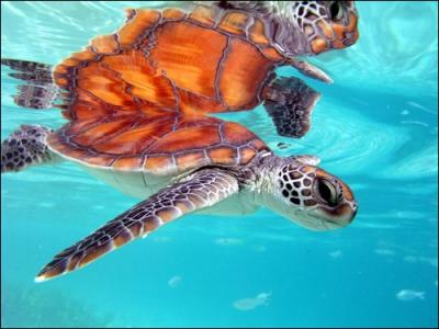 Une tortue de mer peut avaler un sac en plastique !
