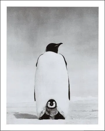 Le petit manchot se tient sur les pattes palmes de son parent !