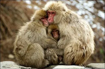 Vous les avez vus plusieurs fois, ils prennent des bains d'eau chaude au Japon ...