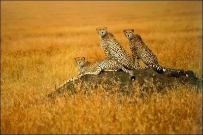 Un jeune gupard peut se reproduire avec sa soeur, mais il vite de le faire !