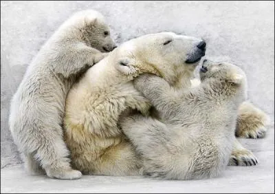 La peau de l'ours blanc est aussi blanche que son poil !