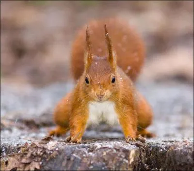 C'est un cureuil roux !
