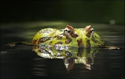 Cette tortue est appele tortue globuleuse !