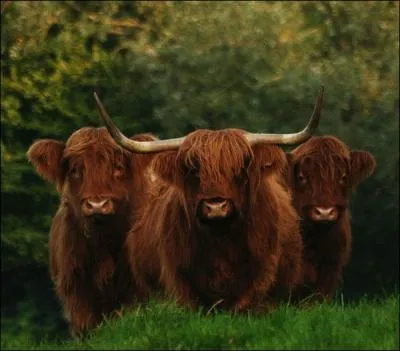 Cet animal est un bison !