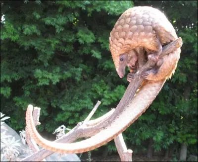 Il vit en Malaisie, c'est le tatou !