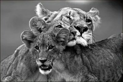 Le lion d'Asie est plus grand que le lion d'Afrique !