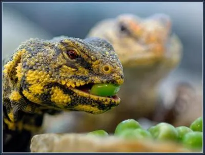 Un lzard peut tre vgtarien !