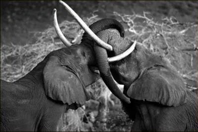 L'lphant de plaine d'Afrique est moins grand et moins lourd que son cousin de fort !