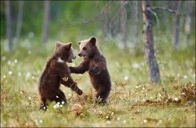 Un grizzly peut s'accoupler avec un ours polaire !