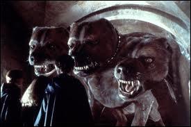 Quel est le nom de cet animal ?