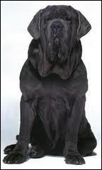 Quel est le nom de cet animal ?