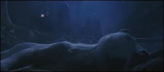 Quel est le nom de cet animal ?