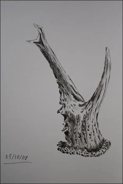 A qui appartient ces bois ?