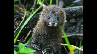 Quel est cet animal ?