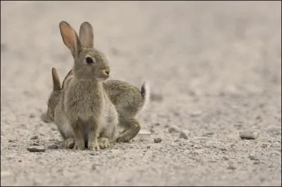 Quel est cet animal ?