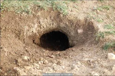 A qui appartient ce terrier ?