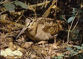 Quel est cet oiseau ?