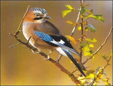 Quelle est la bonne orthographe de cet oiseau ?