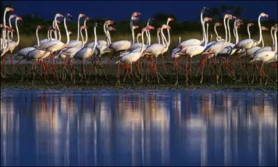 On peut admirer des flamants roses en France !