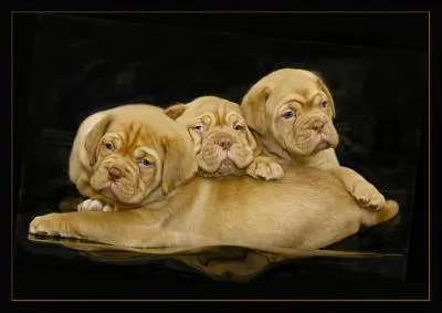 Il existe encore des chiens sauvages !