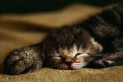 Un chat est carnivore, mais peut apprcier le vgtal !