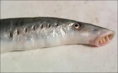 Mais quel est donc cet animal bizarre ?