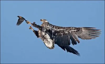 Il adore chasser les pigeons !