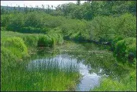 Cette mare 'maléfique' devrait vous orienter vers son auteur, qui est-il ?