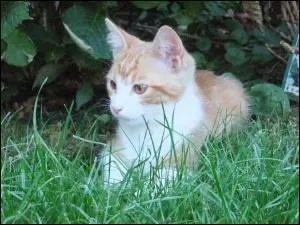 Qui est le mentor de l'apprenti du Clan du Vent mort tu par un tratre ?