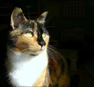 Qui est Nuage d'Or ?