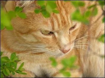 Quel a t le nombre d'apprentis de Tempte de Sable ?