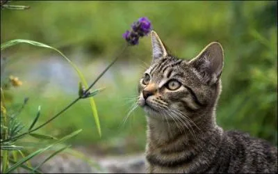 Petit Orage a eu officiellement 2 mentors, lesquels ?