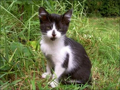 Quel est le mentor du chat qui s'est fait tuer par un chien ?