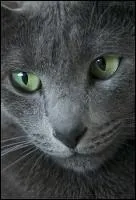 Pourquoi Museau Cendr a-t-elle eu plusieurs mentors ?