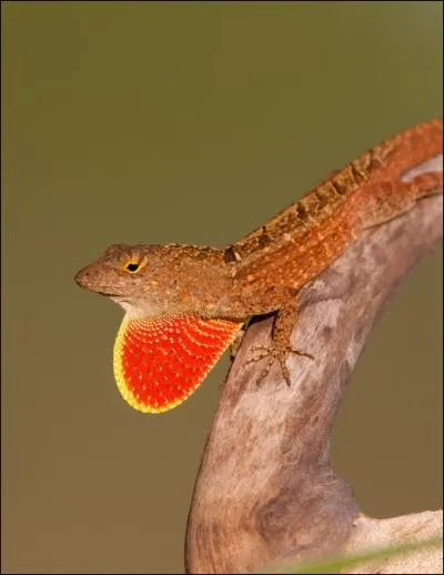 Quelle diffrence flagrante y-a-t-il entre un lzard et un serpent ?