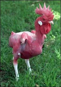 Le coq nu est une race chinoise !