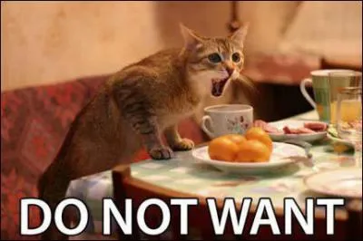 Durant la conqute spatiale, un chat nomm Gaspard a t envoy dans l'espace !