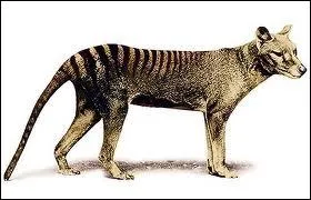 Quelle espce de marsupiaux est considre comme teinte depuis 1936 ?