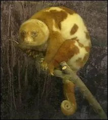 Comment s'appelle ce marsupial omnivore et nocturne capable de sauter d'arbre en arbre ?