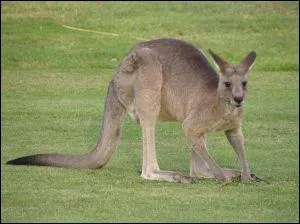 Les kangourous peuvent vivre jusqu' 25 ans et peser jusqu' 70 kg. Quels bonds sont-ils capable de faire ?