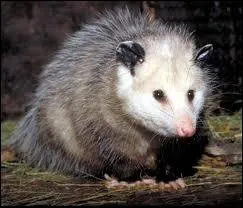 Comment s'appelle ce marsupial qui fait le mort et dgage une odeur immonde pour faire fuir ses prdateurs (et a marche) ?