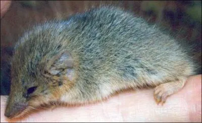 Quel est ce petit marsupial qui tient sur un doigt ?