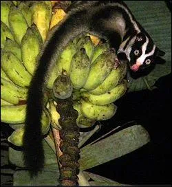 Comment appelle-t-on ce phalanger au pelage ray ?