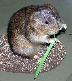 Quel est ce petit rongeur, autrefois appel 'rat des champs' qui se nourrit de racines et vit en couple et dont la dure de vie est d'environ 2 ans ?