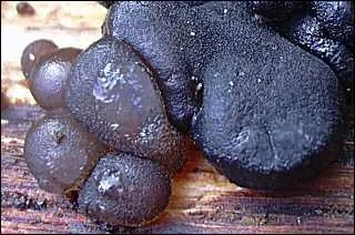 Qu'est ce que le 'Beurre noir de la sorcire' ?