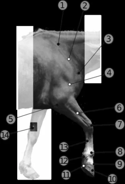 Dans l'anatomie du membre antrieur du cheval, que reprsente le numro 1 ?