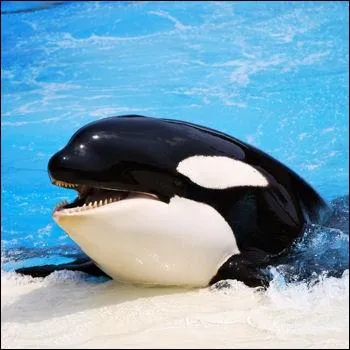 Il y a des orques qui tuent, surnomms baleines tueuses ?