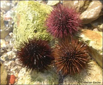 Peut-il manger des oursins gants ?