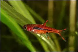 Le poisson blmi est-il le plus petit ?